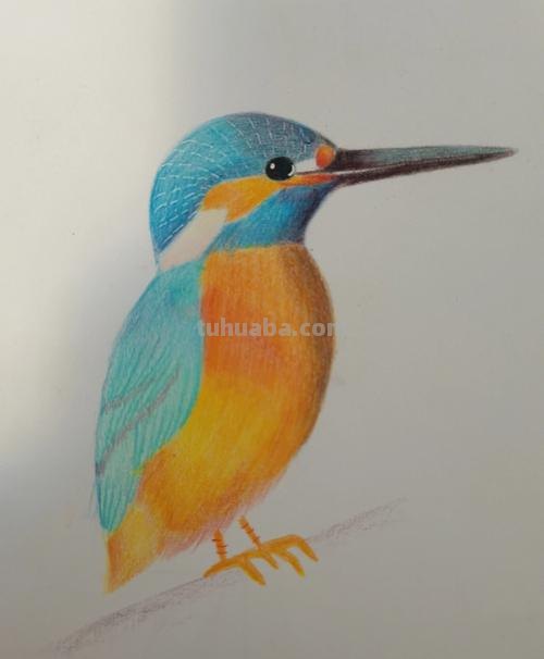 在家怎么画彩铅鸟儿 怎么画小鸟步骤教学？