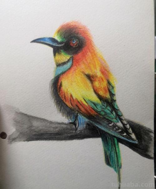 在家怎么画彩铅鸟儿 怎么画小鸟步骤教学？