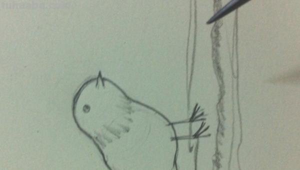 在家怎么画彩铅鸟儿 怎么画小鸟步骤教学？