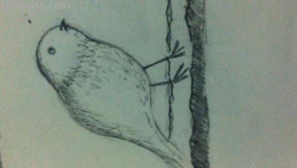在家怎么画彩铅鸟儿 怎么画小鸟步骤教学？