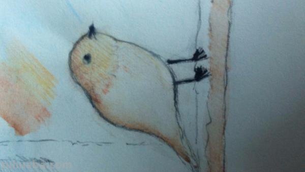 在家怎么画彩铅鸟儿 怎么画小鸟步骤教学？