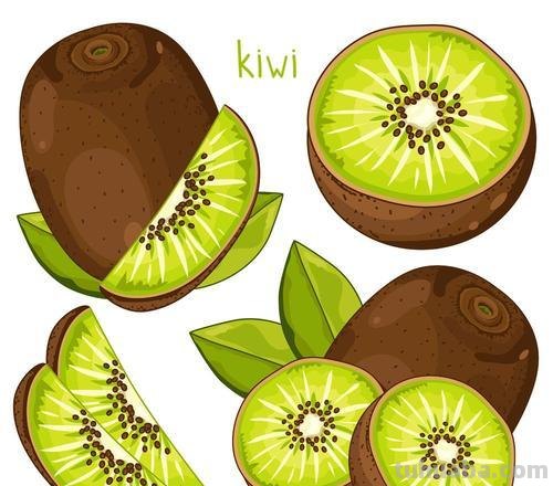 猕猴桃简笔画 猕猴桃简笔画图片彩色