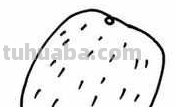 怎样的猕猴桃的简笔画