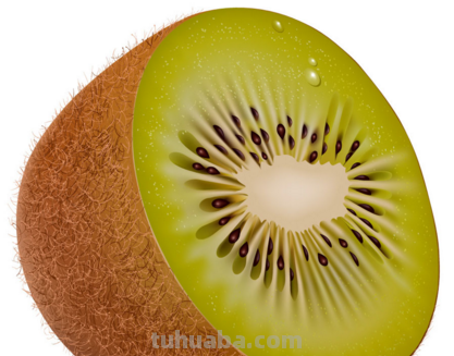 怎样的猕猴桃的简笔画