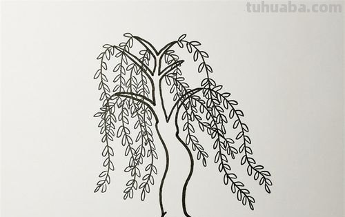 简笔画柳树怎么画 如何画柳树枝条？