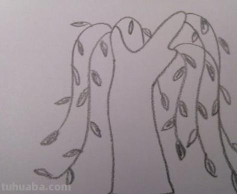 简笔画柳树怎么画 如何画柳树枝条？
