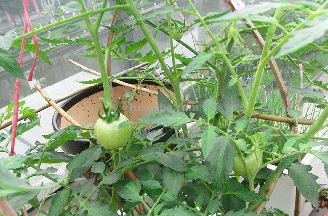 家庭养小番茄，简单“3步”，植株旺盛长得高，果子多很漂亮