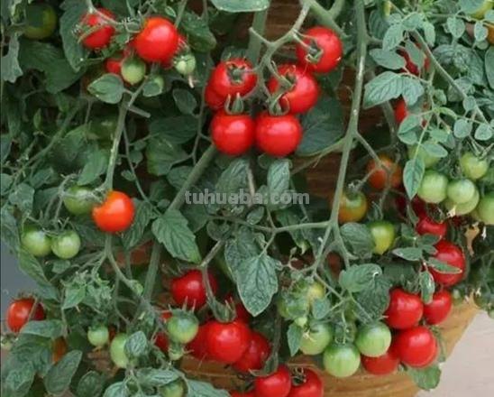 家庭养小番茄，简单“3步”，植株旺盛长得高，果子多很漂亮