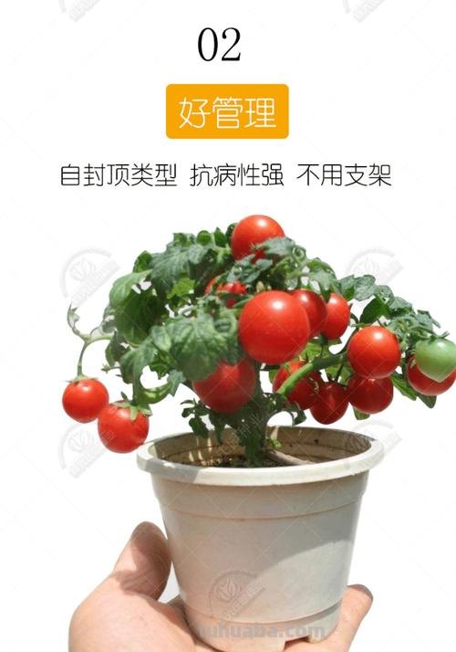 家庭养小番茄，简单“3步”，植株旺盛长得高，果子多很漂亮