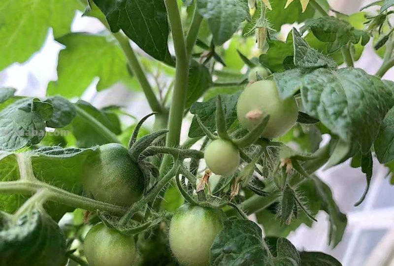 家庭养小番茄，简单“3步”，植株旺盛长得高，果子多很漂亮