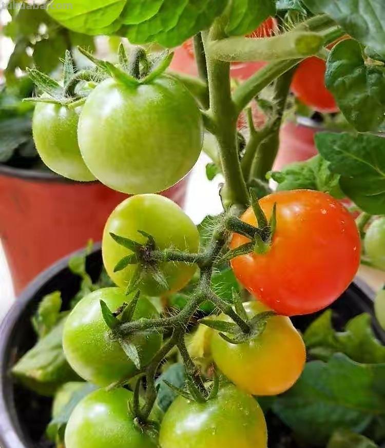家庭养小番茄，简单“3步”，植株旺盛长得高，果子多很漂亮