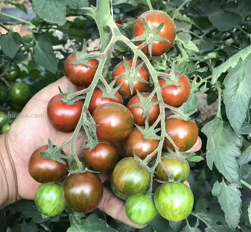 家庭养小番茄，简单“3步”，植株旺盛长得高，果子多很漂亮