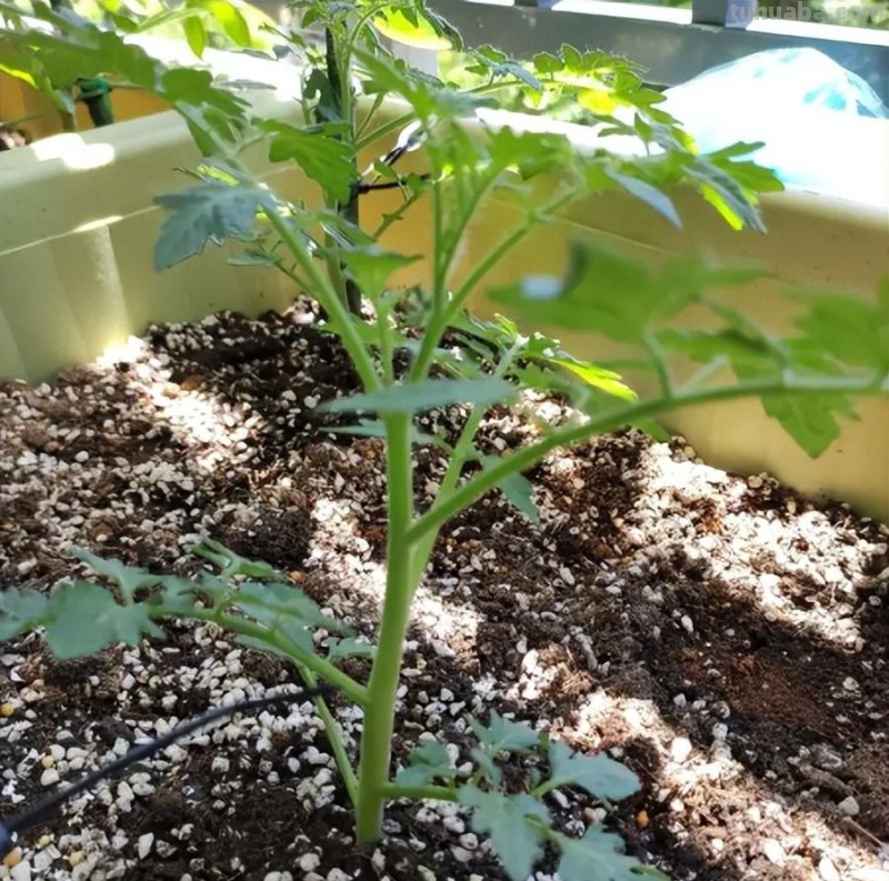 家庭养小番茄，简单“3步”，植株旺盛长得高，果子多很漂亮