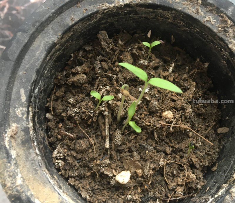 家庭养小番茄，简单“3步”，植株旺盛长得高，果子多很漂亮