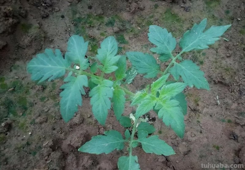 家庭养小番茄，简单“3步”，植株旺盛长得高，果子多很漂亮