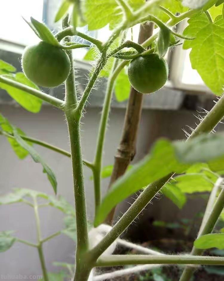 家庭养小番茄，简单“3步”，植株旺盛长得高，果子多很漂亮