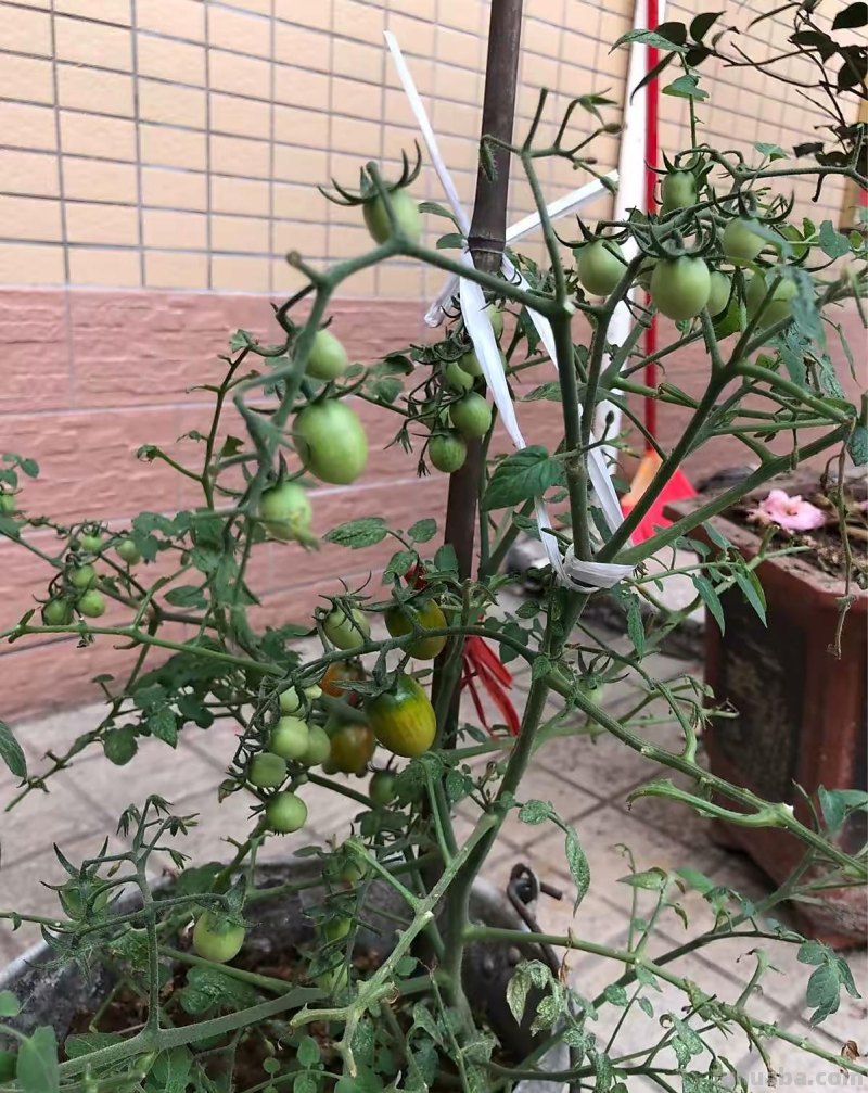 家庭养小番茄，简单“3步”，植株旺盛长得高，果子多很漂亮