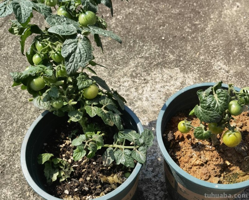 家庭养小番茄，简单“3步”，植株旺盛长得高，果子多很漂亮