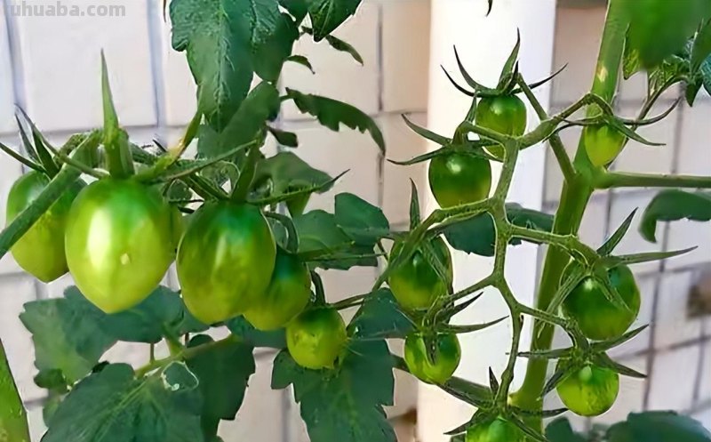 家庭养小番茄，简单“3步”，植株旺盛长得高，果子多很漂亮