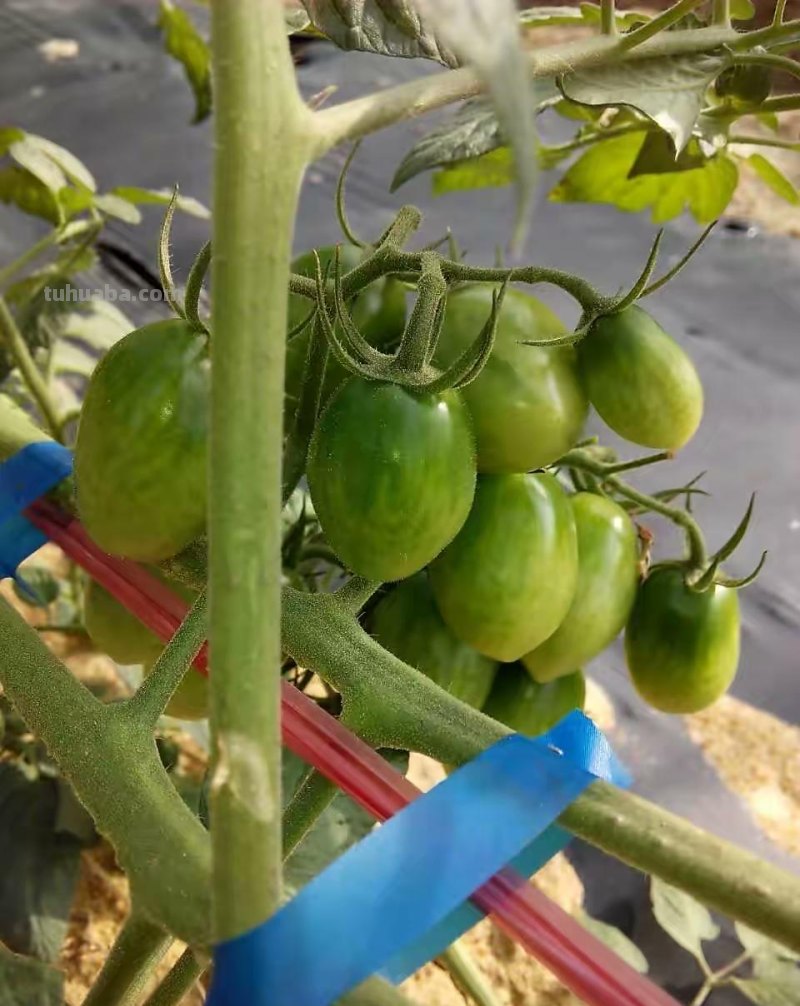 家庭养小番茄，简单“3步”，植株旺盛长得高，果子多很漂亮