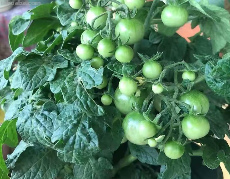 家庭养小番茄，简单“3步”，植株旺盛长得高，果子多很漂亮