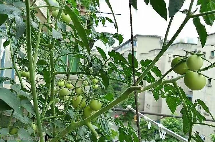 家庭养小番茄，简单“3步”，植株旺盛长得高，果子多很漂亮