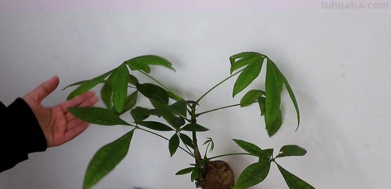 想要养好发财树,学会“浇水”小技巧,根不烂,叶不黄,整年油绿