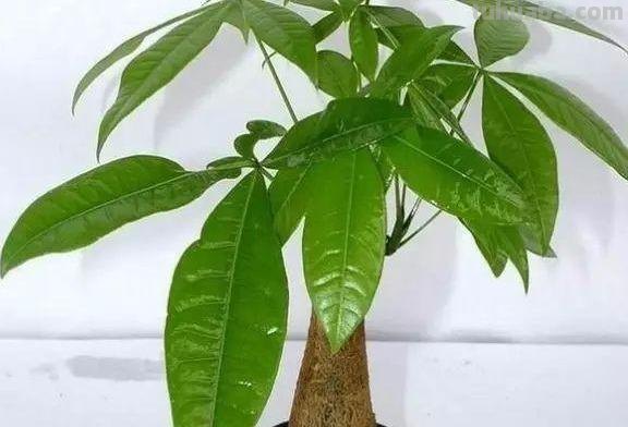 想要养好发财树，学会“浇水”小技巧，根不烂，叶不黄，整年油绿