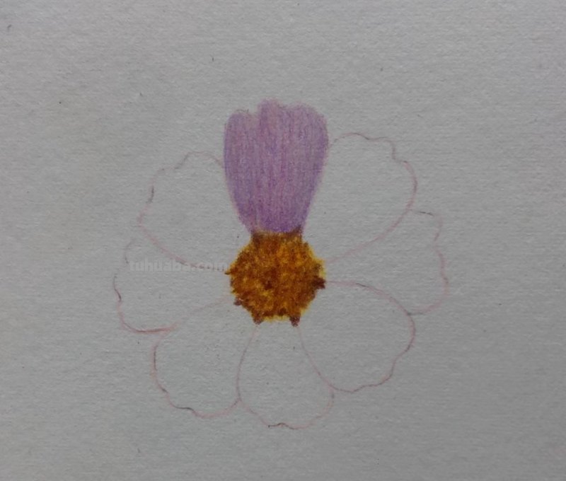 简单画一朵小花（零基础也能一起来画呀）