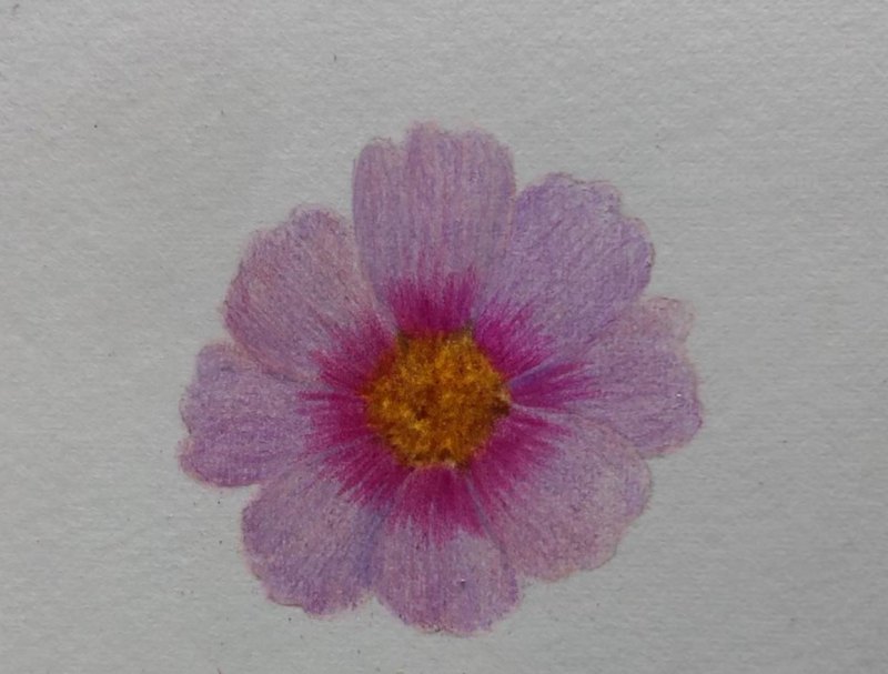 简单画一朵小花（零基础也能一起来画呀）