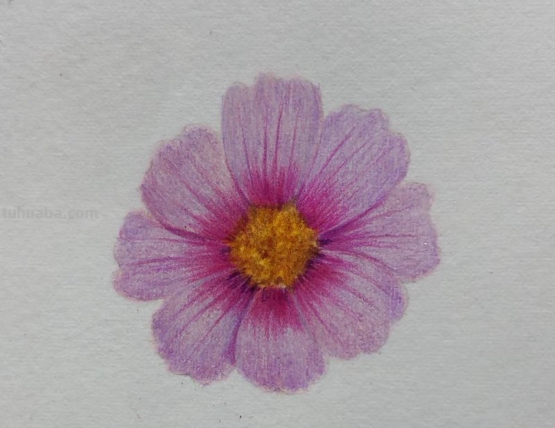简单画一朵小花（零基础也能一起来画呀）