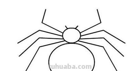 儿童简笔画精选-如何画一只蜘蛛（Spider）「节肢动物」