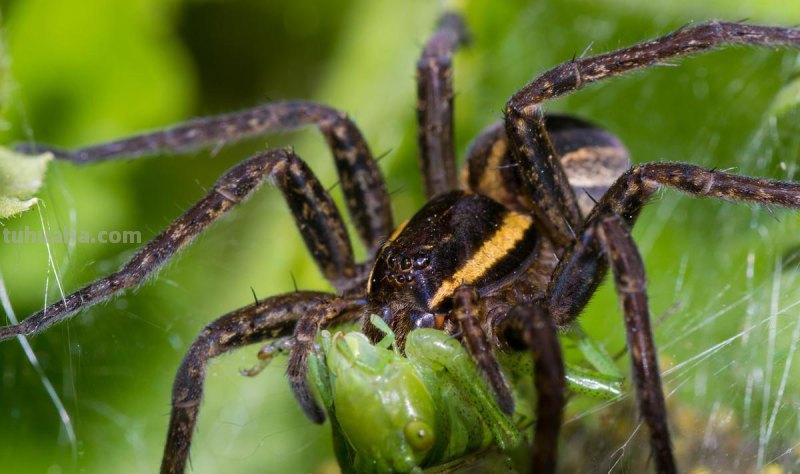 儿童简笔画精选-如何画一只蜘蛛（Spider）「节肢动物」