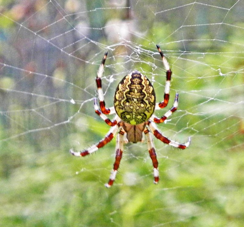 儿童简笔画精选-如何画一只蜘蛛（Spider）「节肢动物」