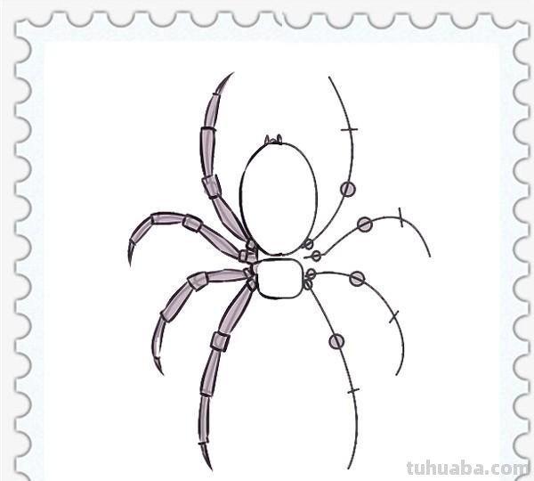 儿童简笔画精选-如何画一只蜘蛛（Spider）「节肢动物」