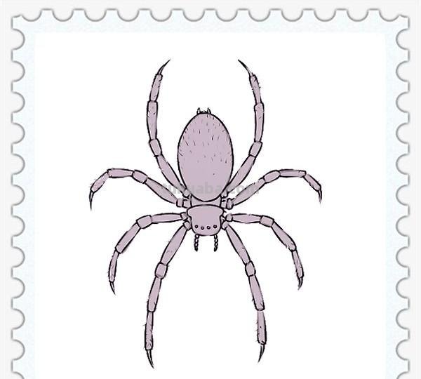 儿童简笔画精选-如何画一只蜘蛛（Spider）「节肢动物」