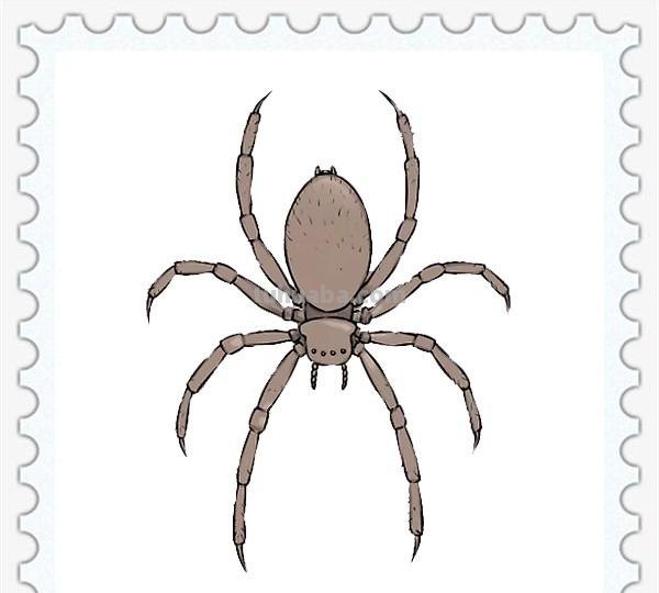 儿童简笔画精选-如何画一只蜘蛛（Spider）「节肢动物」