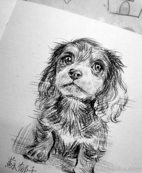 动物狗速写 狗狗的画？
