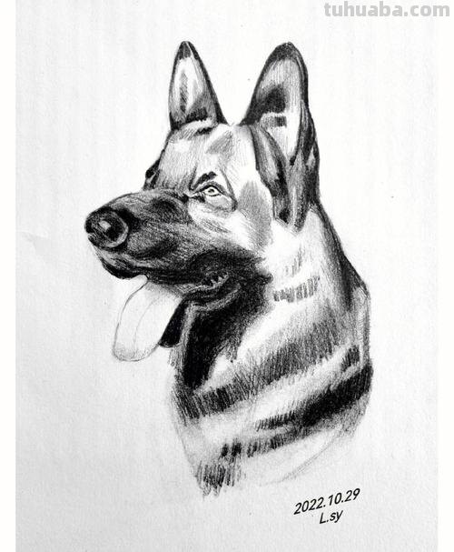 动物狗速写 狗狗的画？