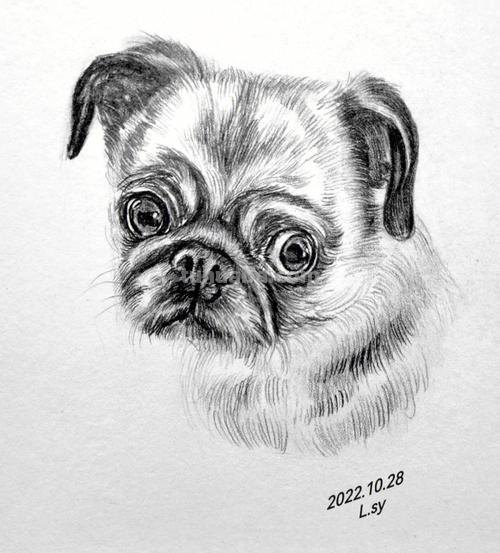 动物狗速写 狗狗的画？