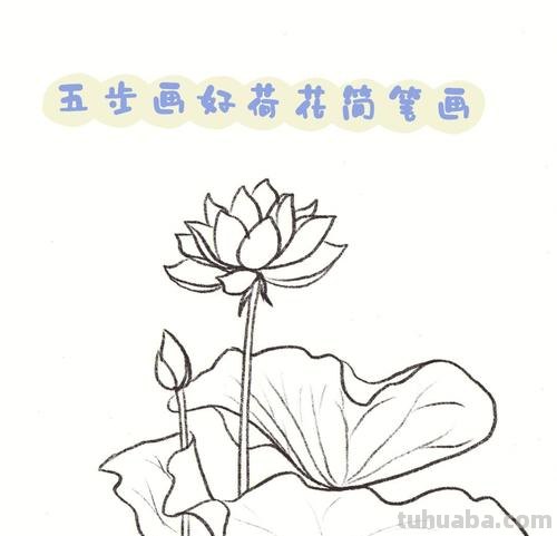 荷花简笔画教程 荷花简笔画教程视频