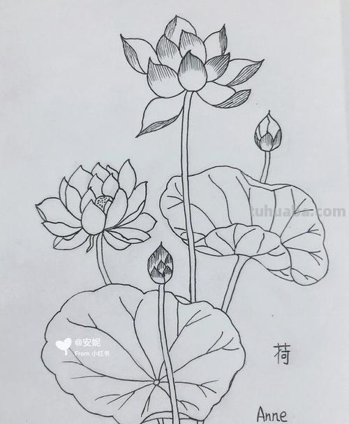 荷花简笔画教程 荷花简笔画教程视频