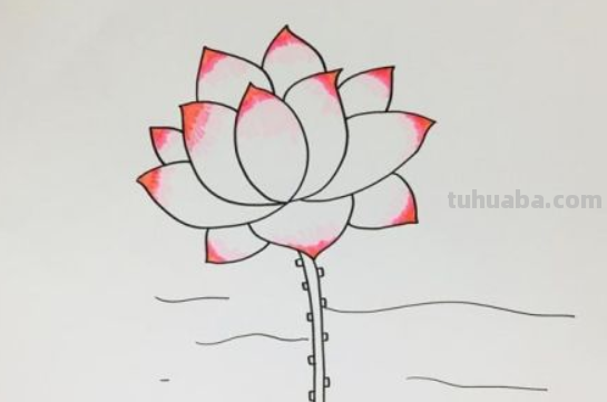 荷花简笔画步骤