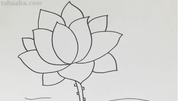 荷花的简笔画怎么画