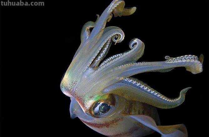 10分钟就能学会的100种海底动物大全！超萌超有趣！千万不能错过