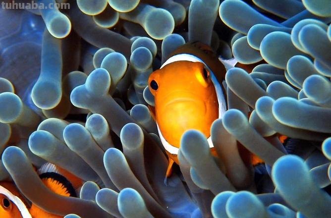 10分钟就能学会的100种海底动物大全！超萌超有趣！千万不能错过