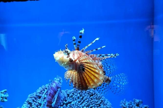 10分钟就能学会的100种海底动物大全！超萌超有趣！千万不能错过