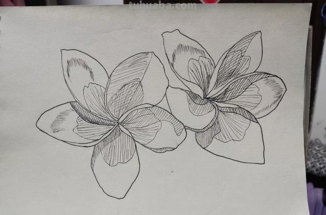 鸡蛋花简笔画 鸡蛋花简笔画图片