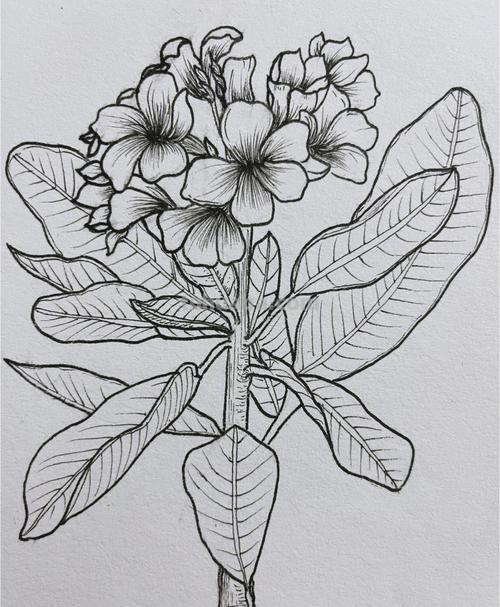 鸡蛋花简笔画 鸡蛋花简笔画图片