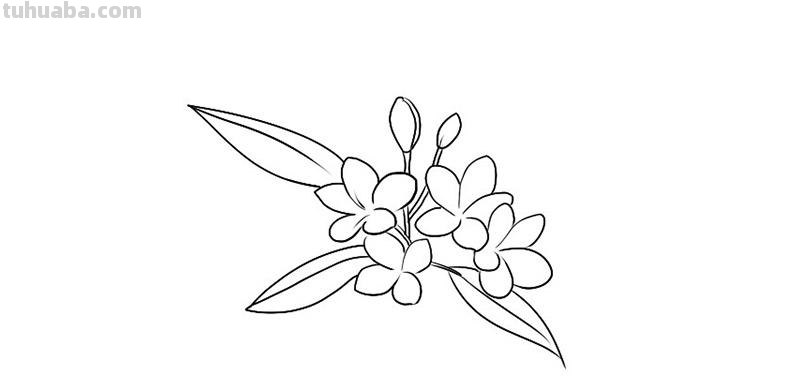 鸡蛋花简笔画 鸡蛋花简笔画图片